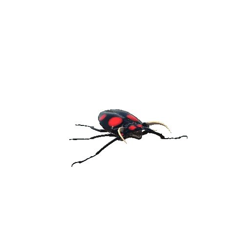 Bug V 3